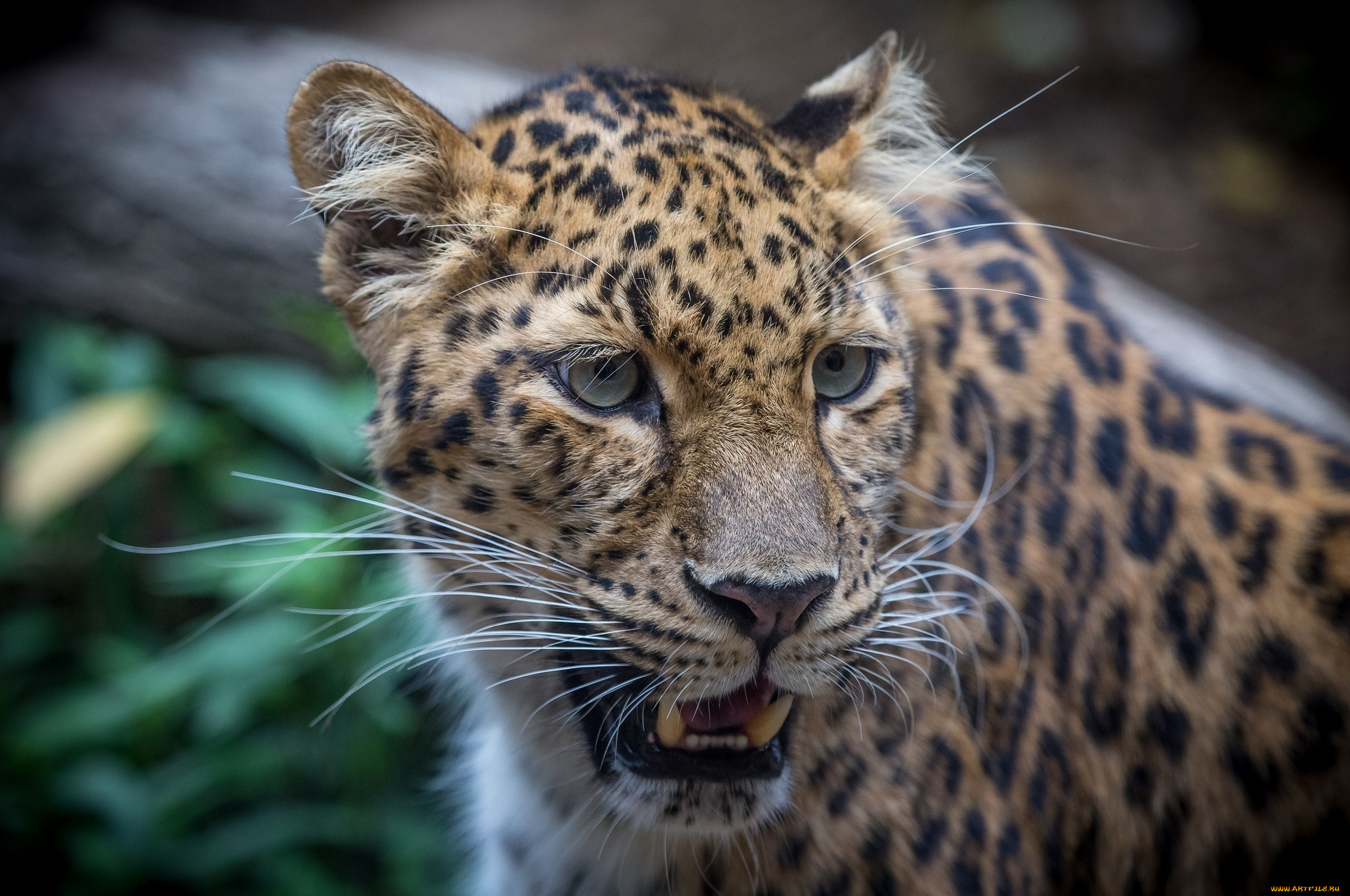 Леопард портрет фото